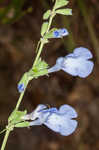 Azure blue sage